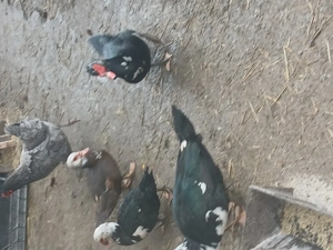 Vând rațe mute  - imagine 2