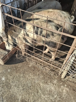 Porci de vanzare - imagine 2