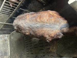 Vier duroc pur pentru monta sau pentru produse  - imagine 3