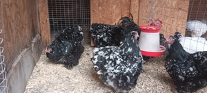 Ouă cochinchina bobat  - imagine 3