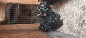 Ouă cochinchina bobat  - imagine 4