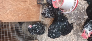 Ouă cochinchina bobat  - imagine 2