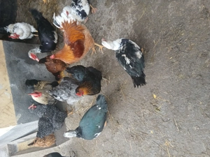 Vand rate mute - imagine 3