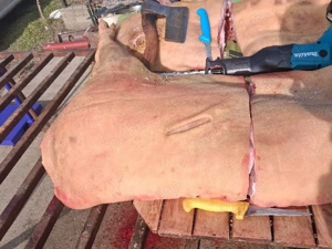 carne de porc! - imagine 2