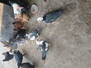 Vand rate mute - imagine 2