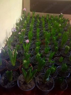 vind zambile  pentru  luna  martie 