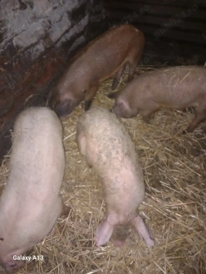 De vanzare porci - imagine 2