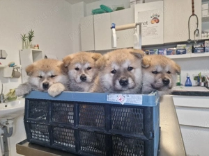akita inu puii au 2 luni! - imagine 2