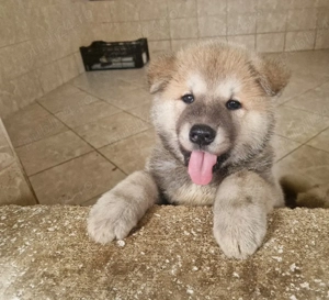 akita inu 