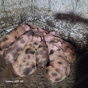 vand purcei - imagine 2