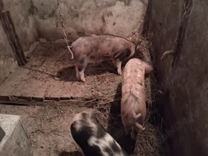 Soldani  de vanzare - imagine 2