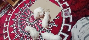 căței bisoni maltrzi 