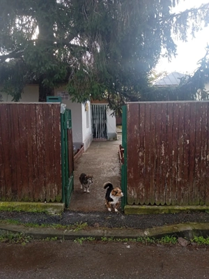 Casă locuibilă situată în Giurgiu, Strada Pastorului Nr. 37. - imagine 5