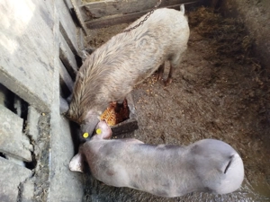 Vând porcii din poze  - imagine 2