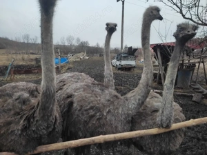 vind două femeie struț african 2,5ani și Păuni 