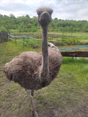 vind două femeie struț african 2,5ani și Păuni  - imagine 3