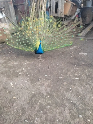 vind două femeie struț african 2,5ani și Păuni  - imagine 2