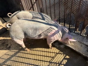 scrofite pietrain  - imagine 2