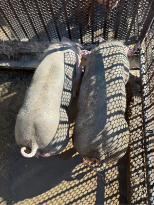 scrofite pietrain  - imagine 3