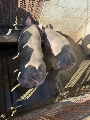 purcei pietrain  - imagine 2