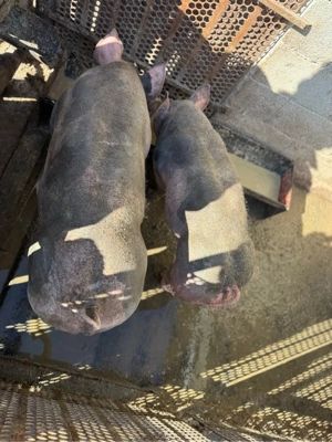 purcei pietrain  - imagine 3