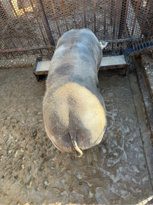 porc pietrain castrat  - imagine 3