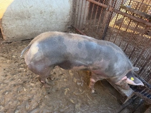 porc pietrain castrat  - imagine 2