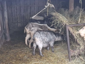 Vând capre  - imagine 2