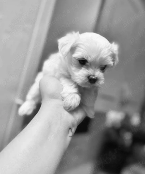 Vand bichon miny toy 6 saptamani