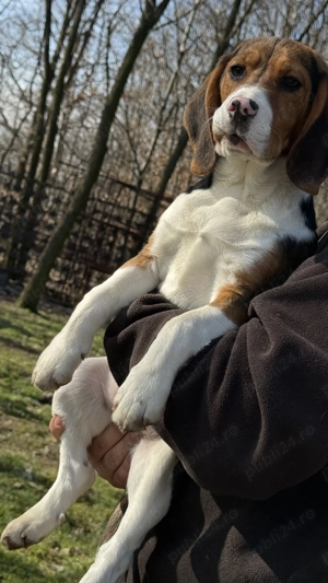 Pui Beagle Tricolor - imagine 4