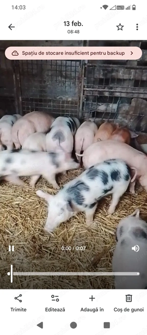 vand purcei! - imagine 3