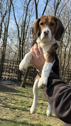 Pui Beagle Tricolor - imagine 5