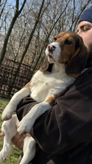 Pui Beagle Tricolor - imagine 3