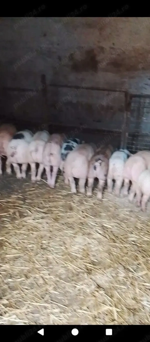 vand purcei! - imagine 2