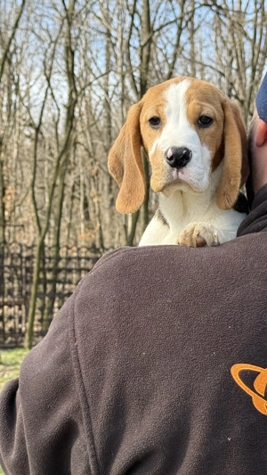 Pui Beagle Tricolor - imagine 5