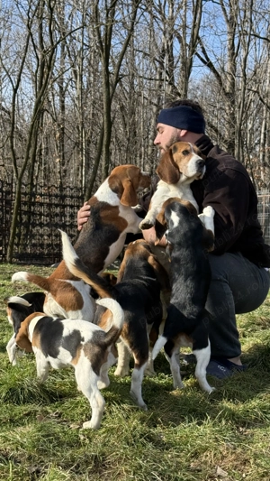 Pui Beagle Tricolor
