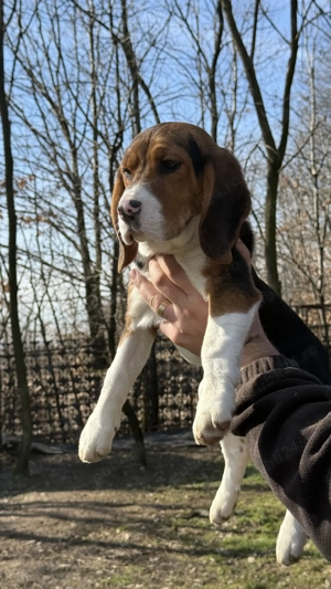 Pui Beagle Tricolor - imagine 4