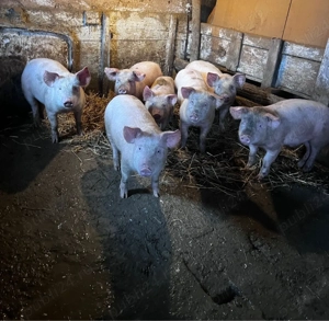 Vând porci - imagine 2