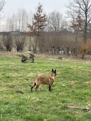 Ciobănesc belgian malinois
