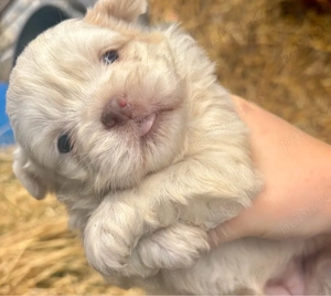 catelusi shih tzu - imagine 2