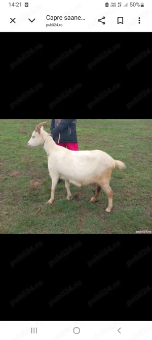 Capre de rasa gestante