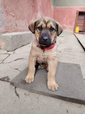 Vând copoi de vânătoare - imagine 2