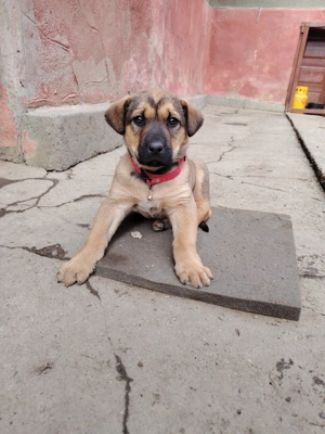 Vând copoi de vânătoare