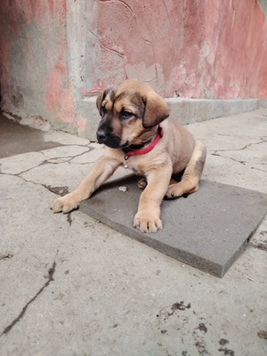 Vând copoi de vânătoare - imagine 3