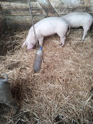 Purcei de vanzare - Diferite Marimi - imagine 3