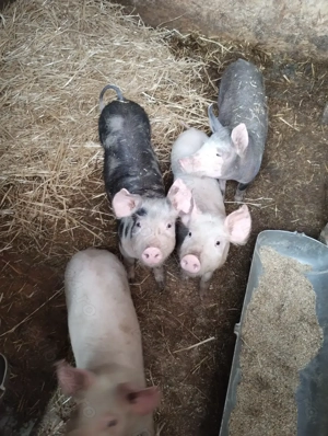 Purcei de vanzare - Diferite Marimi