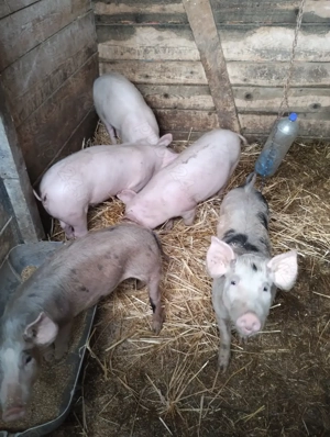 Purcei de vanzare - Diferite Marimi - imagine 2