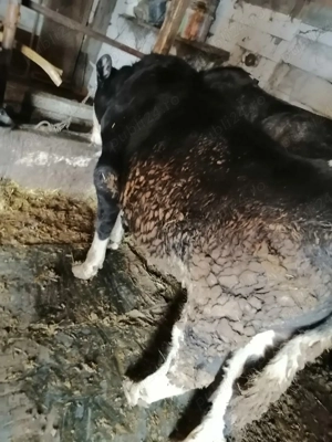 Vând vițel bălțat negru 