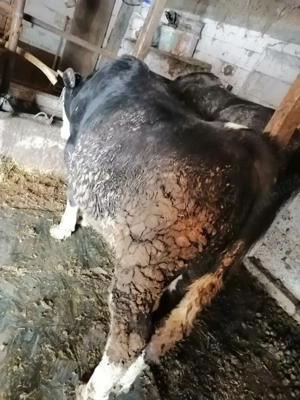 Vând vițel bălțat negru  - imagine 3