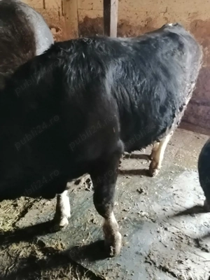 Vând vițel bălțat negru  - imagine 2